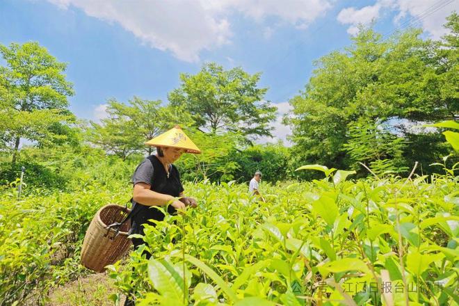 台山四九：描绘森林城镇画卷每万人拥有“绿”217公里(图10)