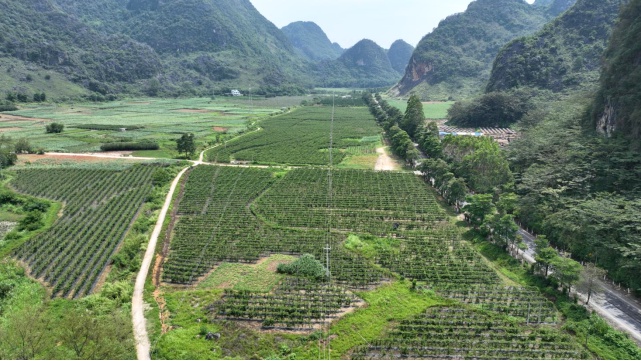 德保县足荣镇：做足特色文章共筑和美乡村(图4)