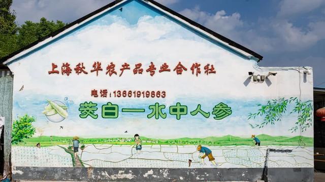 速来围观！练塘这里有一墙的风景！(图3)