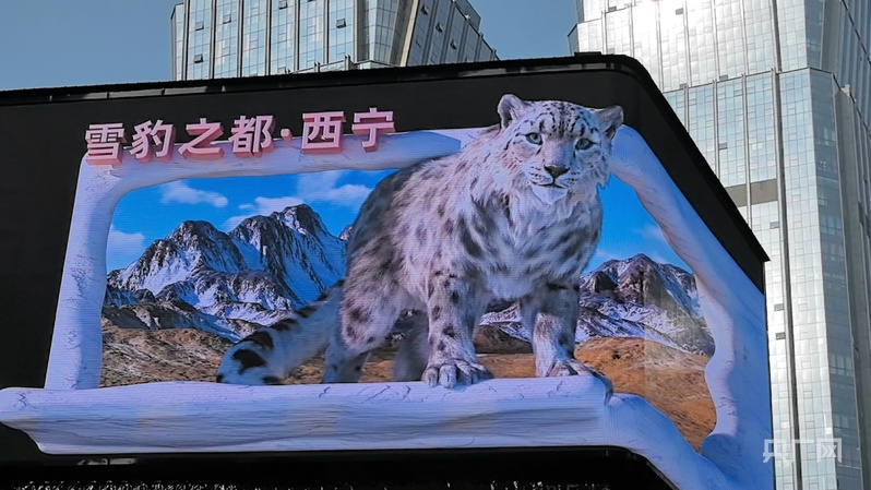 一分钟打卡青海｜“豹”走高原 邂逅雪域精灵(图3)
